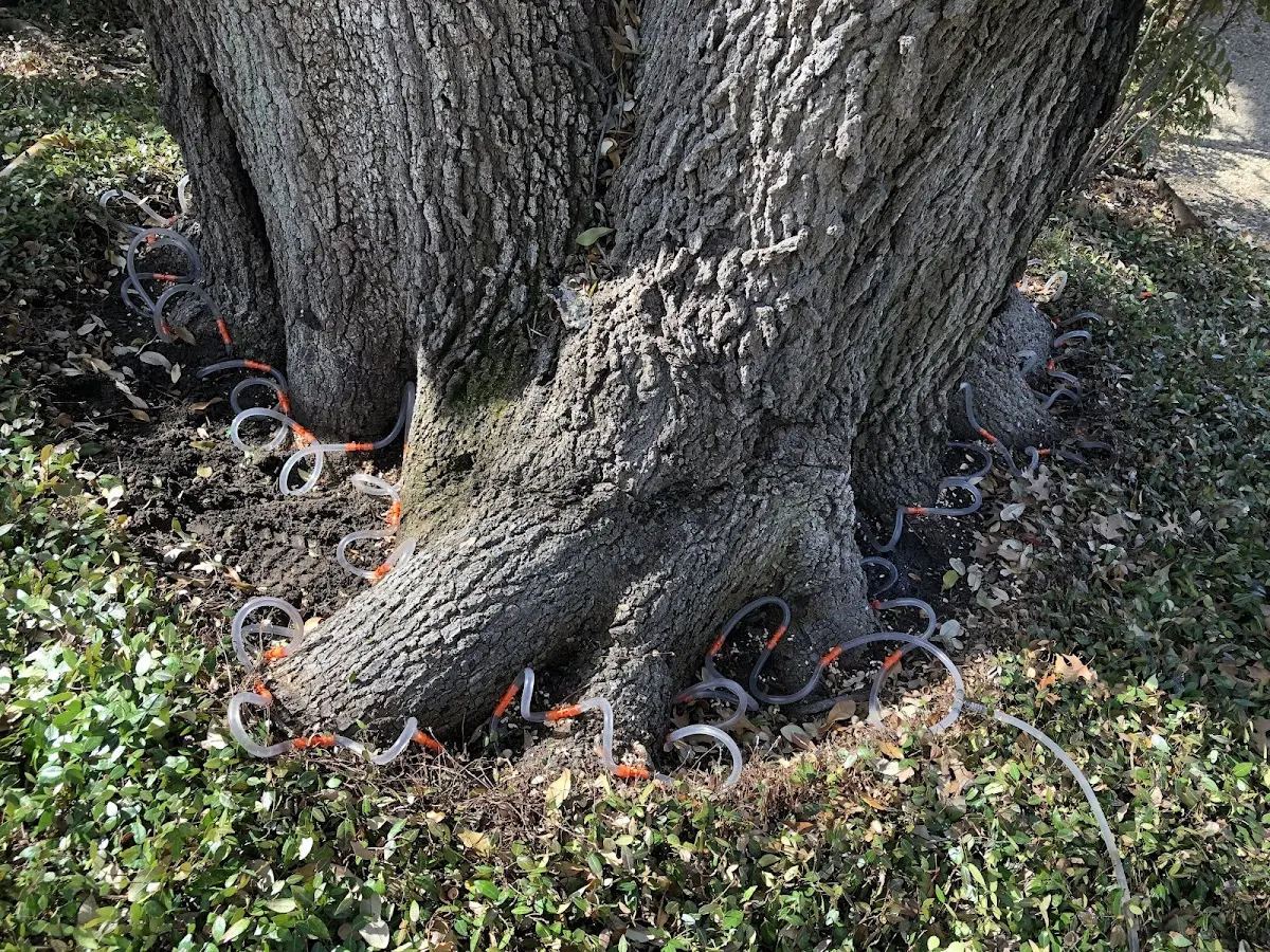 Detailed Tree Cabling and Bracing job site in Lake Saint Louis
