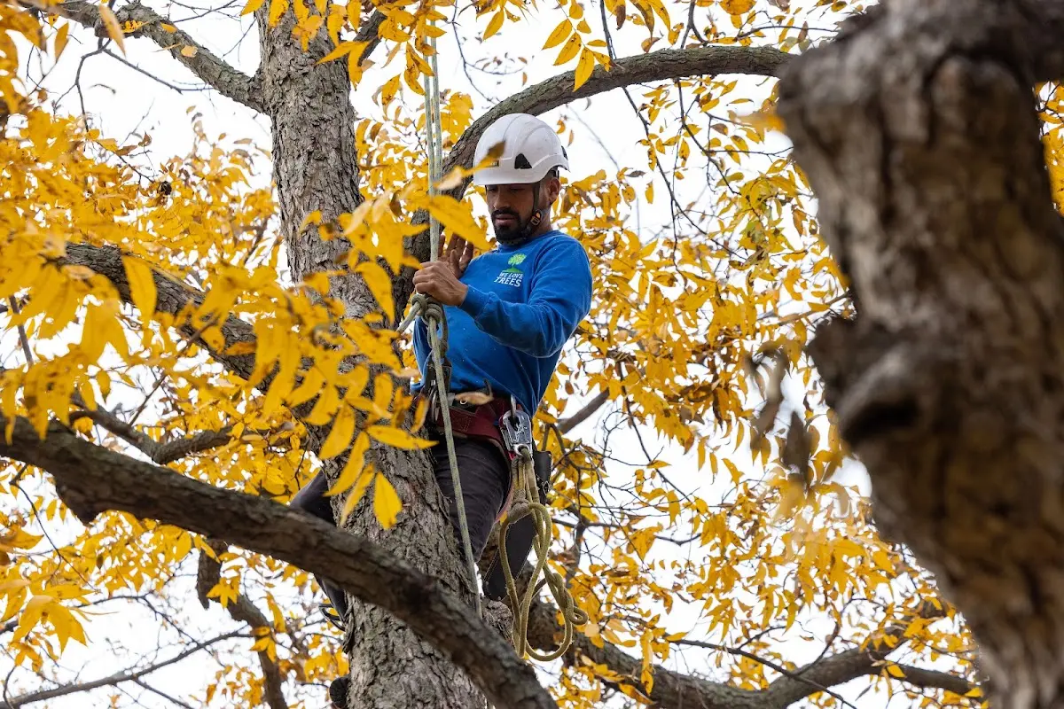 Skilled Tree Pruning crew working in Lake Saint Louis