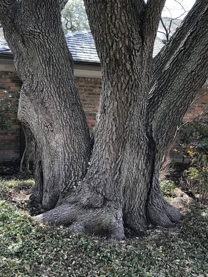 Mature heritage tree close to a Lake Saint Louis property cared for by certified arborists